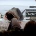 Tiburón (Steven Spielberg, 1975)